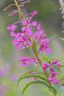 Fireweed flowers along Alagnak River a Wild and Scenic River, Alaska Art Print